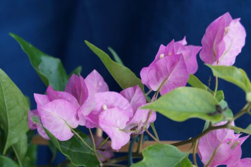 Bougainvillea Flowers Online Beba (2)