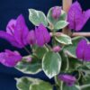 Bougainvillea Flowers Online Blueberry Ice (2)