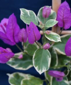 Bougainvillea Flowers Online Blueberry Ice (2)