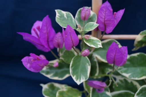 Bougainvillea Flowers Online Blueberry Ice (2)