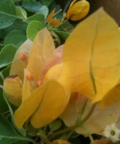 Bougainvillea Flowers Online Californian Gold
