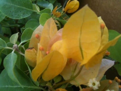 Bougainvillea Flowers Online Californian Gold