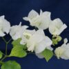 Bougainvillea Flowers Online Coconut Ice (3)