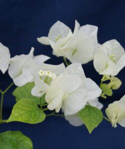 Bougainvillea Flowers Online Coconut Ice (3)