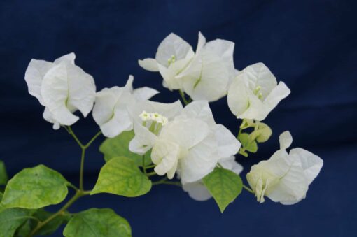 Bougainvillea Flowers Online Coconut Ice (3)