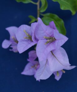 Bougainvillea Flowers Online Cypheri (2)