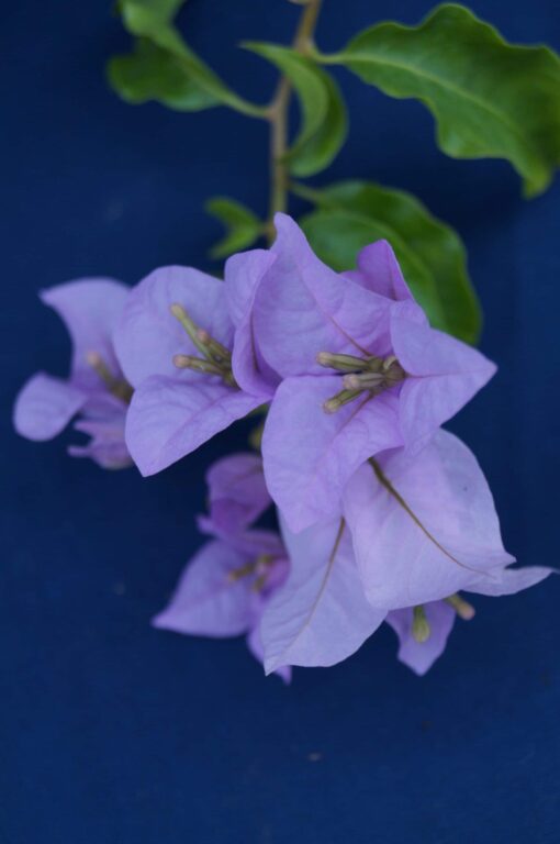 Bougainvillea Flowers Online Cypheri (2)