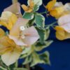 Bougainvillea Flowers Online Delta Dawn (2)