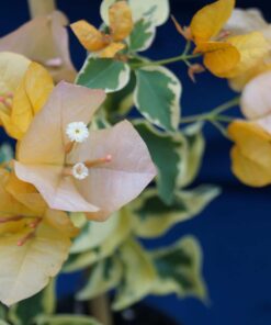 Bougainvillea Flowers Online Delta Dawn (2)