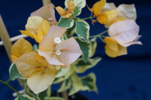 Bougainvillea Flowers Online Delta Dawn (2)