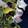 Bougainvillea Flowers Online Double Delight