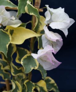 Bougainvillea Flowers Online Double Delight