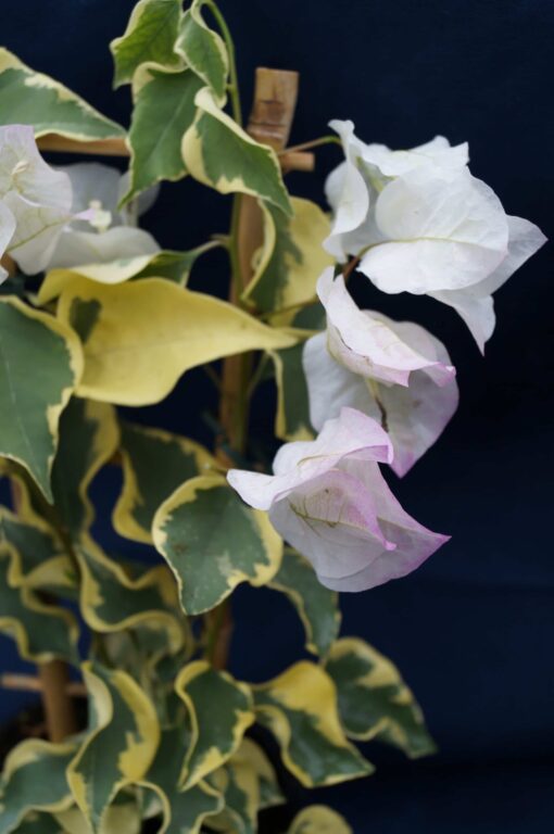 Bougainvillea Flowers Online Double Delight