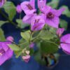 Bougainvillea Flowers Online Easter Parade (3)