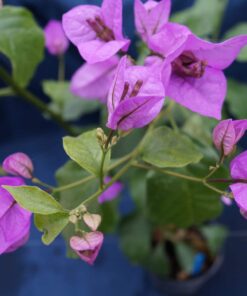 Bougainvillea Flowers Online Easter Parade (3)