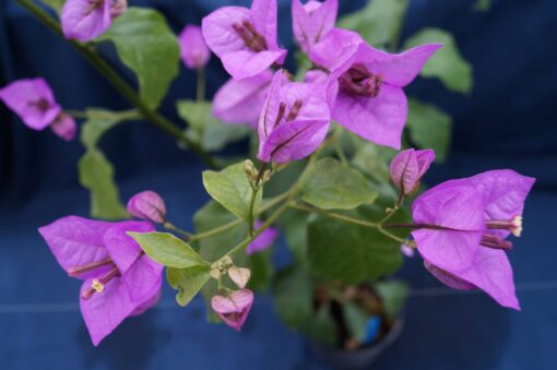 Bougainvillea Flowers Online Easter Parade (3)