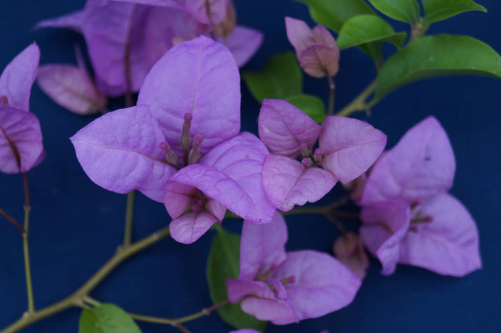 Buy Bougainvilleas Online | Westdale Nursery