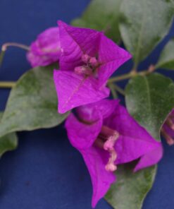 Bougainvillea Flowers Online Elsbeth