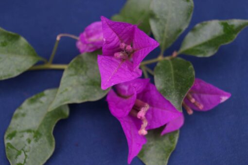 Bougainvillea Flowers Online Elsbeth