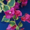 Bougainvillea Flowers Online Fantasy Red