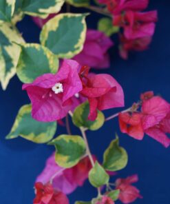 Bougainvillea Flowers Online Fantasy Red