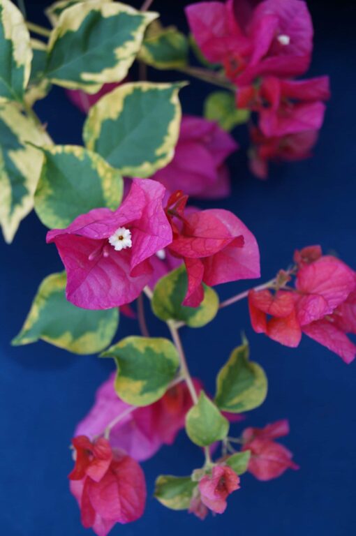 Bougainvillea Flowers Online Fantasy Red