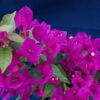 Bougainvillea Flowers Online Finina (2)