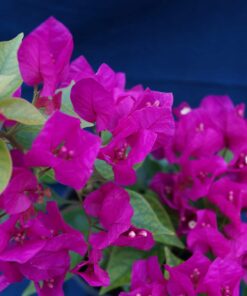 Bougainvillea Flowers Online Finina (2)