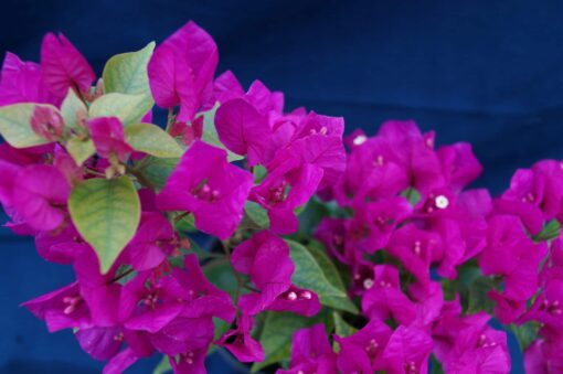 Bougainvillea Flowers Online Finina (2)