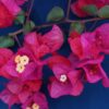 Bougainvillea Flowers Online Flame