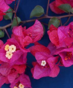 Bougainvillea Flowers Online Flame