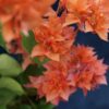 Bougainvillea Flowers Online Golden Dubloon (2)