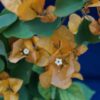 Bougainvillea Flowers Online Golden Glow