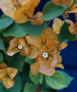 Bougainvillea Flowers Online Golden Glow