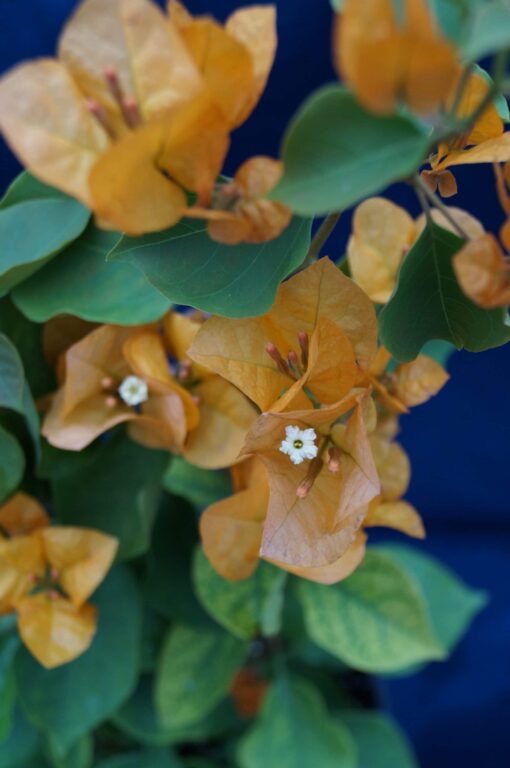 Bougainvillea Flowers Online Golden Glow