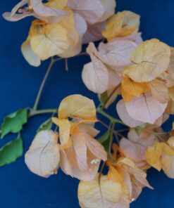 Bougainvillea Flowers Online Golden Tanyo