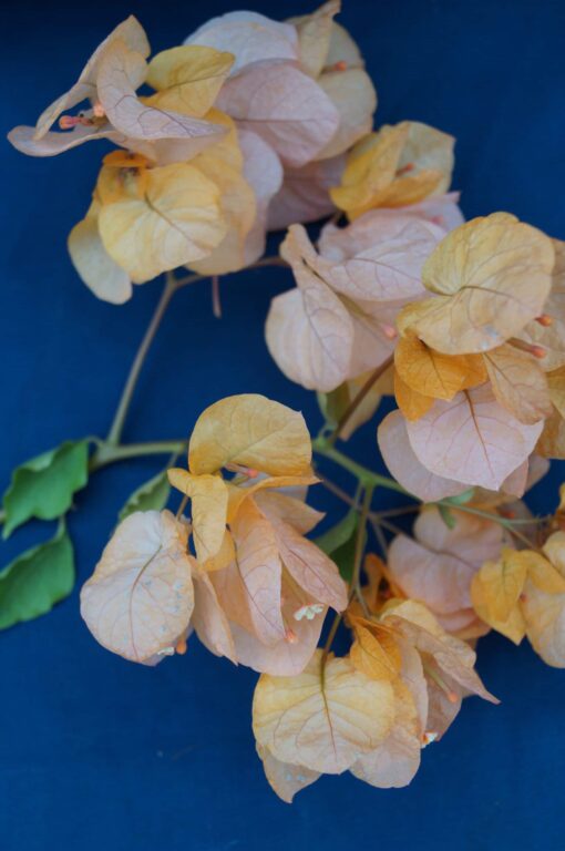 Bougainvillea Flowers Online Golden Tanyo