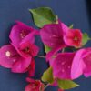 Bougainvillea Flowers Online Hugh Evans