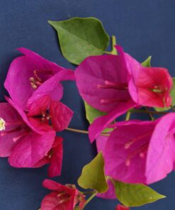 Bougainvillea Flowers Online Hugh Evans