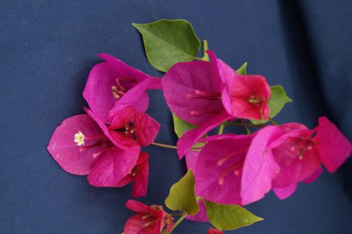 Bougainvillea Flowers Online Hugh Evans