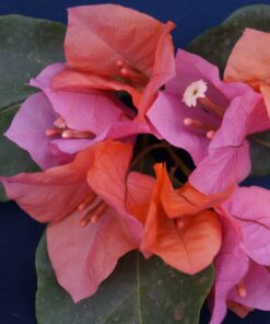 Bougainvillea Flowers Online James Walker