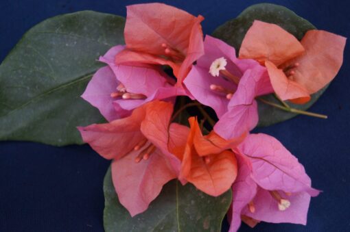 Bougainvillea Flowers Online James Walker