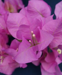 Bougainvillea Flowers Online Jubliee Showlady