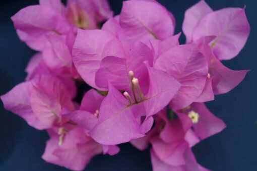 Bougainvillea Flowers Online Jubliee Showlady