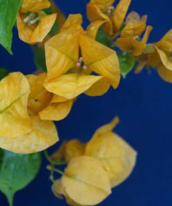 Bougainvillea Flowers Online Lady Mary Baring