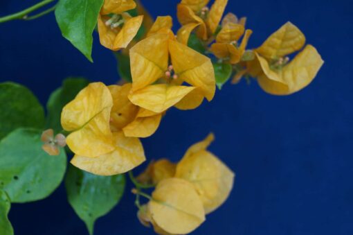 Bougainvillea Flowers Online Lady Mary Baring