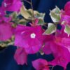 Bougainvillea Flowers Online Mardi Gras (3)