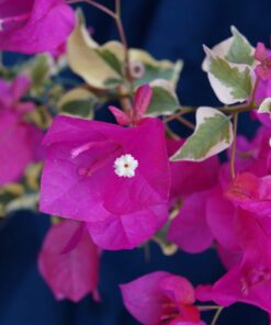 Bougainvillea Flowers Online Mardi Gras (3)