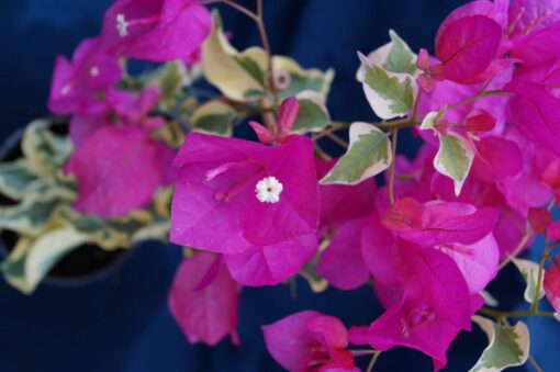 Bougainvillea Flowers Online Mardi Gras (3)