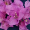 Bougainvillea Flowers Online Mary Palmer